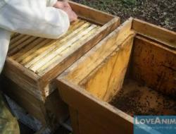 Як пересадити бджіл навесні у чистий вулик Пересадка бджіл у зимові вулики