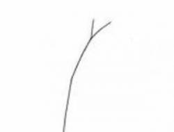 Як намалювати дерево олівцем: липа